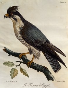 Slechtvalk (Falco peregrinus), gravure uit Histoire Naturelle des Oiseaux d