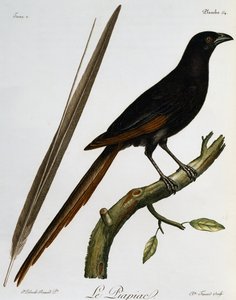Piapiac (Ptilostomus afer), gravure uit Histoire Naturelle des Oiseaux d