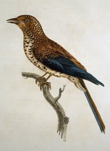 Roodkapleeuwerik (Calandrella cinerea), gravure uit Histoire Naturelle des Oiseaux d