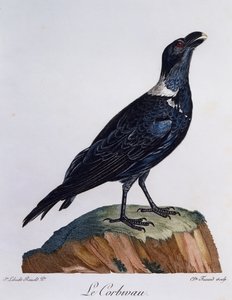 Witnekraaf (Corvus albicollis), gravure uit Histoire Naturelle des Oiseaux d
