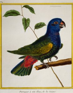 Blauwkop papegaai (Pionus menstruus), uit Histoire naturelle des oiseaux door Francois Nicolas Martinet