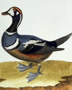 Kraag eend