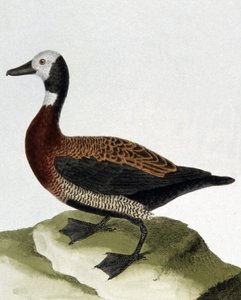 Eend van Maragnan door Francois Nicolas Martinet