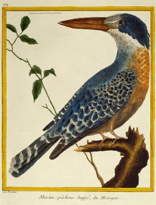 Reuzenijsvogel (Megaceryle maxima), uit Histoire naturelle des oiseaux
