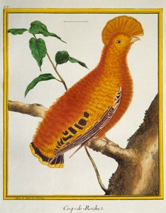 Guyaanse Rotshaan (Rupicola rupicola), uit Histoire naturelle des oiseaux door Francois Nicolas Martinet