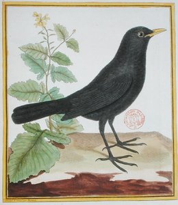 Mannelijke Franse merel, uit 