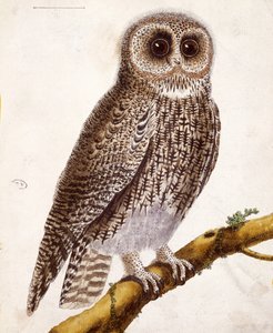 Uil, uit 