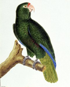 Santo Domingo papegaai