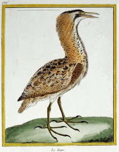 Wetenschap. Zoölogie. Roerdomp. Gravure door Francois Nicolas Martinet in: Histoire naturelle des oiseaux, door Georges Louis Leclerc de Buffon, Frankrijk, c.1777 door Francois Nicolas Martinet