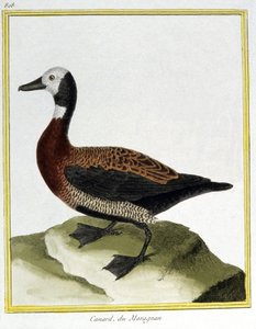 Wetenschap. Zoölogie. Euraziatische Smient. Gravure door Francois Nicolas Martinet in: Histoire naturelle des oiseaux, door Georges Louis Leclerc de Buffon, Frankrijk, ca. 1777 door Francois Nicolas Martinet