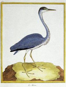 Wetenschap. Zoölogie. Reiger. Gravure door Francois Nicolas Martinet in: Histoire naturelle des oiseaux, door Georges Louis Leclerc de Buffon, Frankrijk, c.1777 door Francois Nicolas Martinet