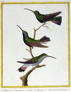 Wetenschap. Zoölogie. Kolibrie van Santo Domingo, Mexico en Jamaica. Gravure door Francois Nicolas Martinet in: Histoire naturelle des oiseaux, door Georges Louis Leclerc de Buffon, Frankrijk, c.1777 door Francois Nicolas Martinet