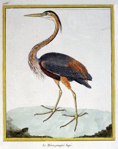 Wetenschap. Zoölogie. Purperreiger. Gravure door Francois Nicolas Martinet in: Histoire naturelle des oiseaux, door Georges Louis Leclerc de Buffon, Frankrijk, c.1777 door Francois Nicolas Martinet