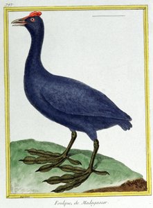 Wetenschap. Zoölogie. Rode knobbelhoen (van Madagaskar). Gravure door Francois Nicolas Martinet in: Histoire naturelle des oiseaux, door Georges Louis Leclerc de Buffon, Frankrijk, ca. 1777 door Francois Nicolas Martinet