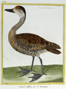 Wetenschap. Zoölogie. Smient van Santo Domingo. Gravure door François Nicolas Martinet in: Histoire naturelle des oiseaux, door Georges Louis Leclerc de Buffon, Frankrijk, ca. 1777 door Francois Nicolas Martinet