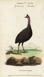 Zuidelijke kasuaris, Casuarius casuarius