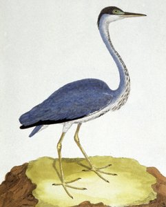 De Reiger door Francois Nicolas Martinet