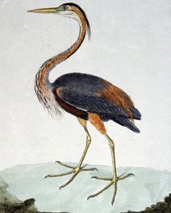 De Purperreiger door Francois Nicolas Martinet