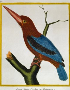 Witkeelijsvogel (Halcyon smyrnensis), uit Histoire naturelle des oiseaux door Francois Nicolas Martinet