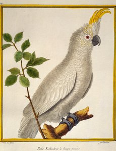 Geelkuifkaketoe (Cacatua sulphurea), uit Histoire naturelle des oiseaux
