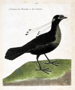 Zoologische plaat (ornithologie): paradijsvogel met zes netten (wahnes paradijs of wahnesi patoria). Illustratie in “De Geschiedenis van de Vogels, Geschilderd in Hun Verschijnende en Gevoelige Aspecten” door Francois Nicolas Martinet (1731-1800). Privécol door Francois Nicolas Martinet