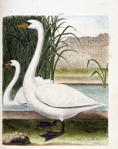 Zoologische plaat (ornithologie): vooraan: de zwaan en daarachter zijn vrouwtje (tuber zwaan of cygnus olor). Illustratie in “De Geschiedenis van de Vogels, Geschilderd in Hun Verschijnende en Gevoelige Aspecten” door Francois Nicolas Martinet (1731-1800).