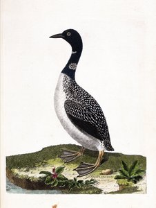 Zoologische kaart (ornithologie): grote spotduiker (gavia immer). Illustratie in 
