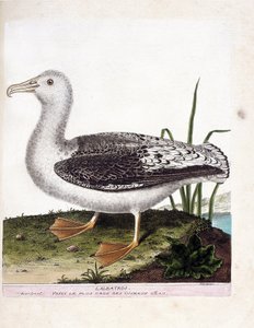 Zoologische kaart (ornithologie): albatros (albatros of diomedea exulans). Illustratie in 