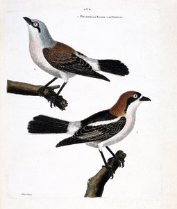 Zoologische kaart (ornithologie): Onder: de roodkopklauwier of klauwier met roodkop (lanius senator) en zijn vrouwtje (klauwier ecorcheur of lanius collurio) op de bovenste tak.