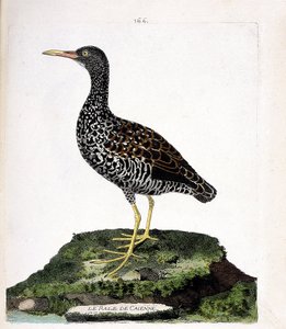 Zoologische kaart (ornithologie): Cayenne