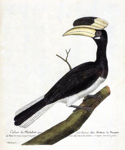 Zoologische kaart (ornithologie): Calao de Malabar (Anthracoceros coronatus) op een tak. Illustratie in “De Geschiedenis van de Vogels, Geschilderd in Hun Verschijnende en Gevoelige Aspecten” door Francois Nicolas Martinet (1731-1800). Privécollectie. door Francois Nicolas Martinet