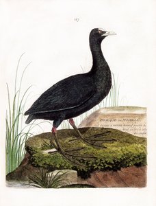 Zoologische kaart (ornithologie): Meerkoet of Moselle (Macroule cot of fulica atra). Illustratie in 