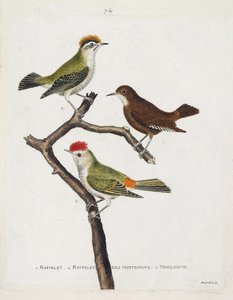 Zoologische kaart (ornithologie). Van boven naar beneden: roitelet (drievoudige bandage of regulus ignicapilla), winterkoning (schattige winterkoning of winterkoning) en roitelet van hottentotten (robijnkroon) op een tak. Illustratie in 