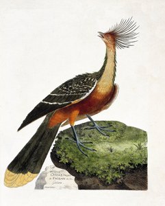 Zoologische kaart (ornithologie): Hoazin (hoazin huppe of opisthocomus hoazin). Illustratie in 