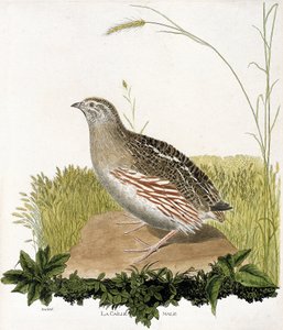 Zoologische kaart (ornithologie): Mannetje kwartel (ble kwartel of coturnix coturnix). Illustratie in "De Geschiedenis van de Vogels, Geschilderd in Hun Verschijning en Gevoelige Aspecten" door Francois Nicolas Martinet (1731-1800). Privécollectie.