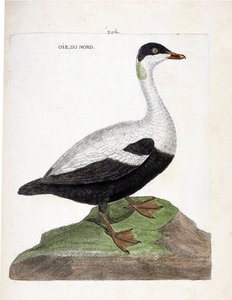 Zoologische kaart (ornithologie): noordelijke eider (somateria mollissima). Illustratie in 
