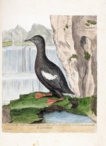 Zoologische kaart (ornithologie): gestreepte alk (cepphus grylle). Illustratie in 