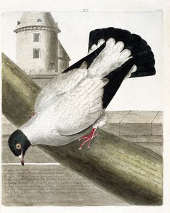 Zoologische kaart (ornithologie): De slagschipduif (columba livia). Illustratie in 