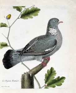 Zoologische kaart (ornithologie): De takduif (columba palumbus) op een tak. Illustratie in “De Geschiedenis van de Vogels, Geschilderd in Hun Verschijnende en Gevoelige Aspecten” door Francois Nicolas Martinet (1731-1800). Privécollectie. door Francois Nicolas Martinet