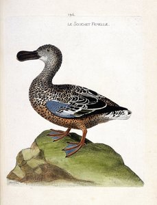 Zoologische kaart (ornithologie): het vrouwtje van de slobeend (anas clypeata). Illustratie in 