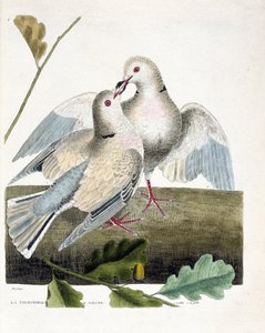 Zoologische kaart (ornithologie): De halsduif (roze en grijze duif of streptopelia roseogrisea). Illustratie in 
