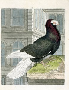 Zoologische kaart (ornithologie): De nonan of kapucijnduif (dwergduif of columba livia). Illustratie in 