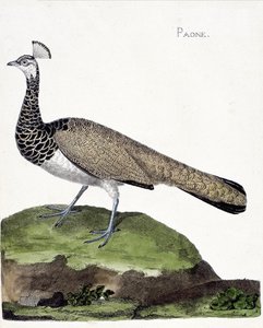 Zoologische kaart (ornithologie): De pauw (blauwe pauw of pavo cristatus). Illustratie in “De Geschiedenis van de Vogels, Geschilderd in Hun Verschijnende en Gevoelige Aspecten” door Francois Nicolas Martinet (1731-1800). Privécollectie. door Francois Nicolas Martinet