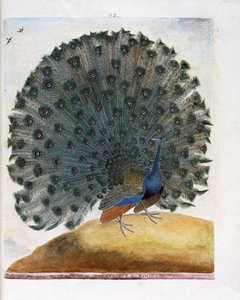 Zoologische kaart (ornithologie): De pauw die het wiel maakt (blauwe pauw of Pavo cristatus). Illustratie in 