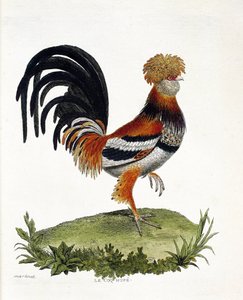 Zoologische kaart (ornithologie): De haan (huishaan of gallus gallus). Illustratie in 