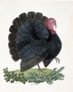 Zoologische kaart (ornithologie): Kalkoen (huiskalkoen of Melaeagris gallopavo). Illustratie in 