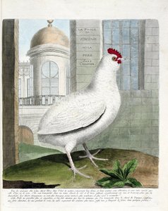 Zoologische kaart (ornithologie): Virginia hen of kippen zonder stuit (huiskip iu gallus gallus). Illustratie in 
