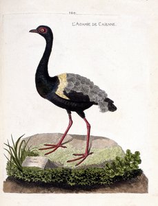 Zoologische kaart (ornithologie): cayenne agami (trompet agami of psophia crepitans). Illustratie in 