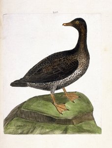 Zoologische kaart (ornithologie): vrouwelijke eider (eider of somateria mollissima). Illustratie in 