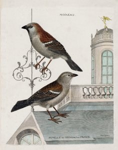 Zoologische kaart (ornithologie): van boven naar beneden: Mus en vrouwtje van de mus van Frankrijk (huismus of pass domesticus). Illustratie in 